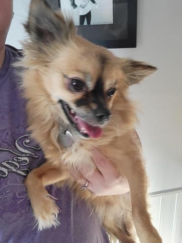 Found/Stray Male Dog last seen 126th street nw coon rapids , Coon Rapids, MN 55448