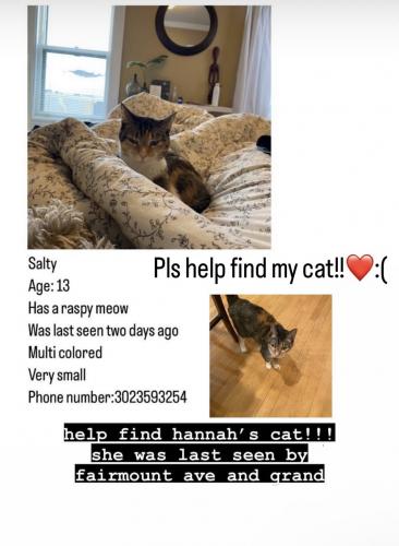 Lost Female Cat last seen Walgreens grand ave , Saint Paul, MN 55105