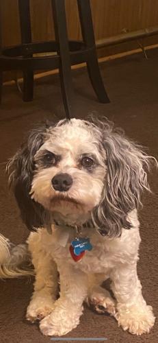Lost Male Dog last seen Charles St, Catonsville, MD 21228