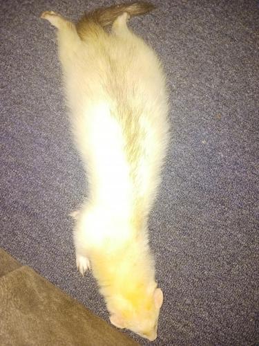Lost Male Ferret last seen Divison and Parkside, Chicago, IL 60651
