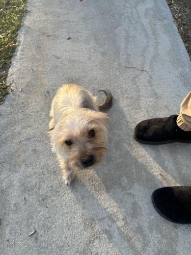Lost Female Dog last seen Lake Village at Clayton State University , Morrow, GA 30260