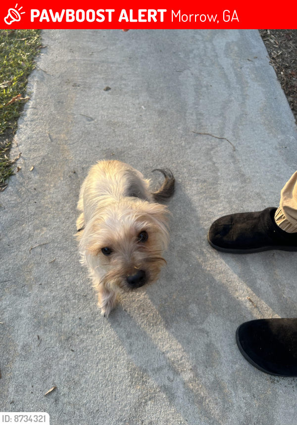 Lost Female Dog last seen Lake Village at Clayton State University , Morrow, GA 30260