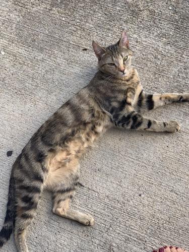Lost Female Cat last seen Near S Van Dorn St, Alexandria, VA 22304