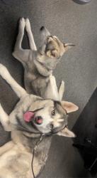 Reunited Female Dog last seen Near Washington St, Denver, CO 80229, USA, Denver, CO 80229