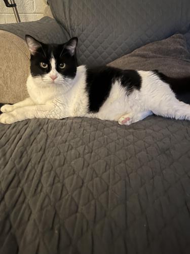 Found/Stray Female Cat last seen Albertsons , Tucson, AZ 85745