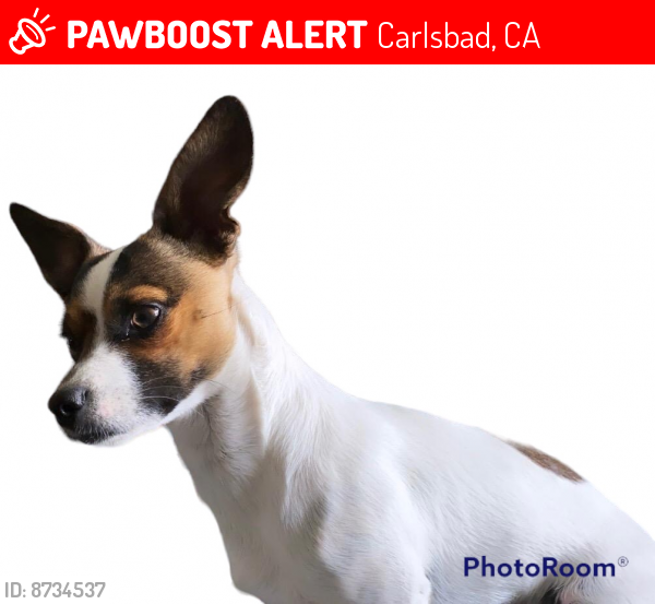 Lost Male Dog last seen Paseo del Norte / Paloma’s Airport Wat, Carlsbad, CA 92011