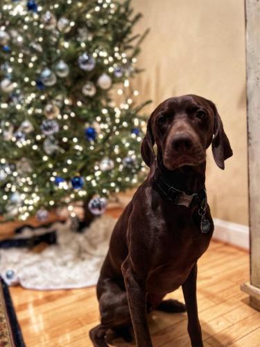 Lost Male Dog last seen Cypress drive, Montgomery County, MD 20879