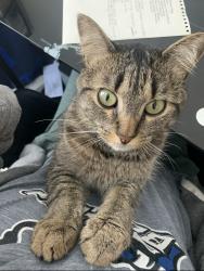 Lost Male Cat last seen Escala neighborhood, Piantino Circle, San Diego, CA 92108