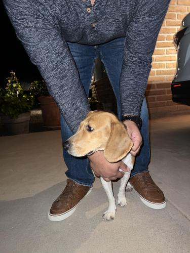 Found/Stray Female Dog last seen Ajo and Kinney , Tucson Estates, AZ 85735
