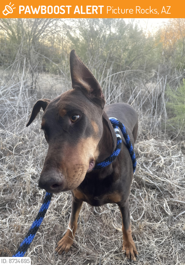 Found/Stray Female Dog last seen Snyder Hill and Sandario , Picture Rocks, AZ 85743