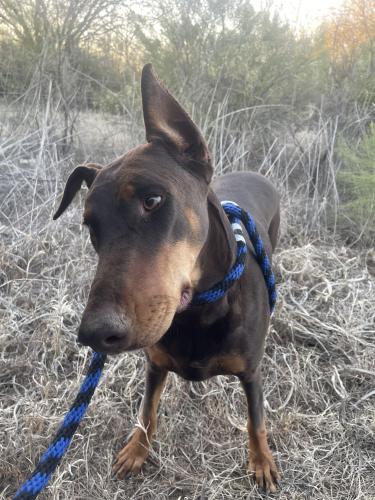 Found/Stray Female Dog last seen Snyder Hill and Sandario , Picture Rocks, AZ 85743
