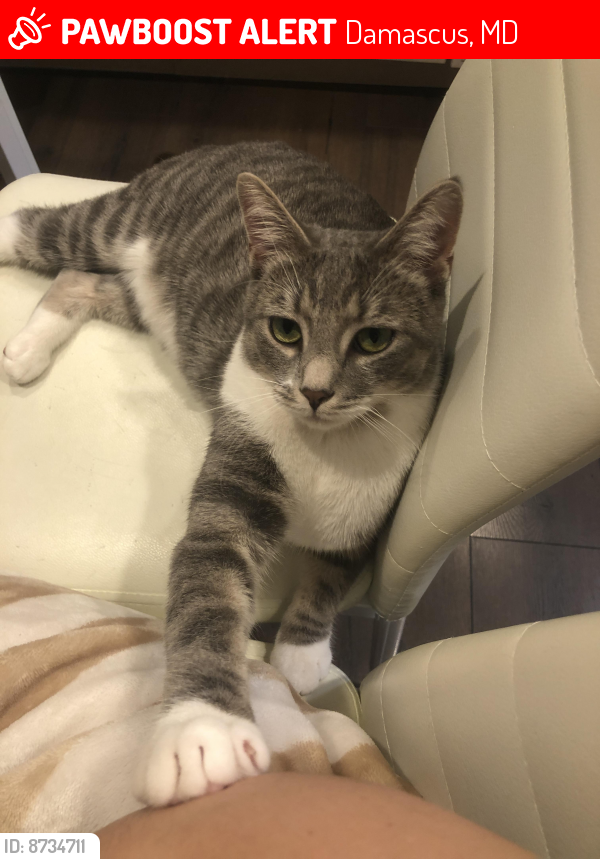 Lost Male Cat last seen Valley park drive , Damascus, MD 20872