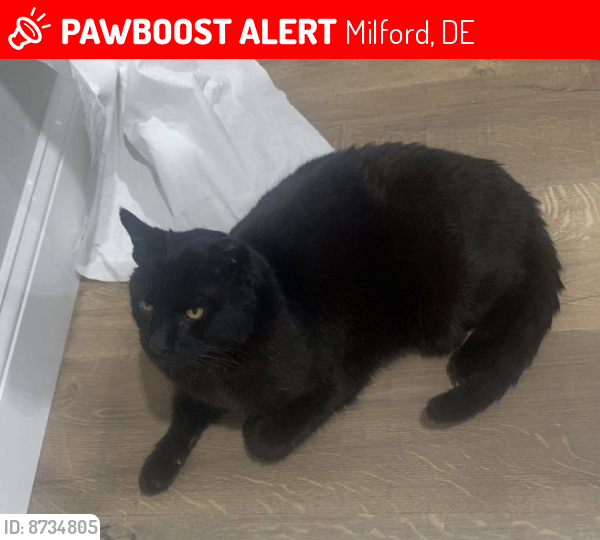 Lost Male Cat last seen SE 2nd Street & Charles Street , Milford, DE 19963