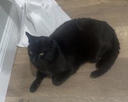Lost Male Cat last seen SE 2nd Street & Charles Street , Milford, DE 19963