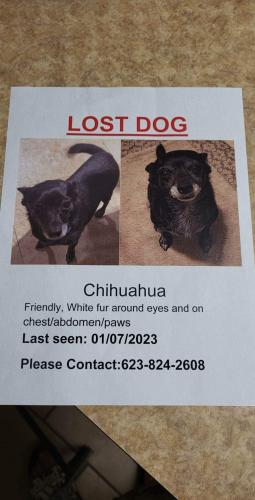 Lost Female Dog last seen 75th Ave and Indian School Rd, Goodyear, AZ 85395