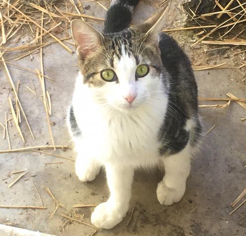 Lost Male Cat last seen   N 47th Ave and W Palmaire Ave, Glendale, AZ 85301
