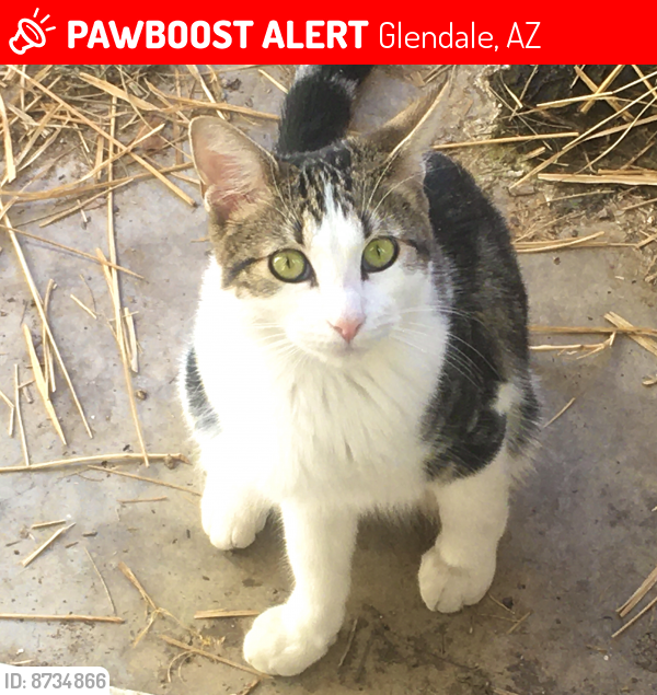 Lost Male Cat last seen   N 47th Ave and W Palmaire Ave, Glendale, AZ 85301