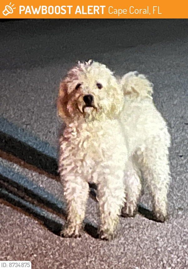 Found/Stray Male Dog last seen SE 4th Street and SE 7th place Cape Coral , Cape Coral, FL 33990