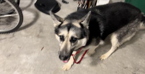 Found/Stray Male Dog last seen Scottdale, GA, Scottdale, GA 30033