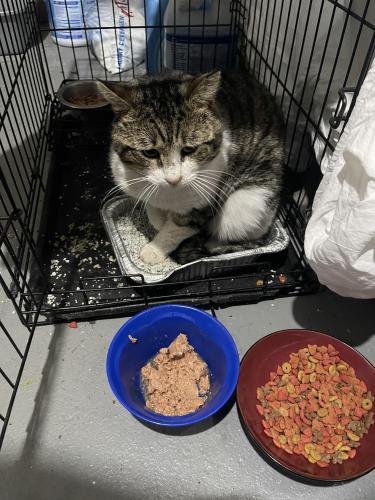 Found/Stray Male Cat last seen Congress and Webster , Jersey City, NJ 07307