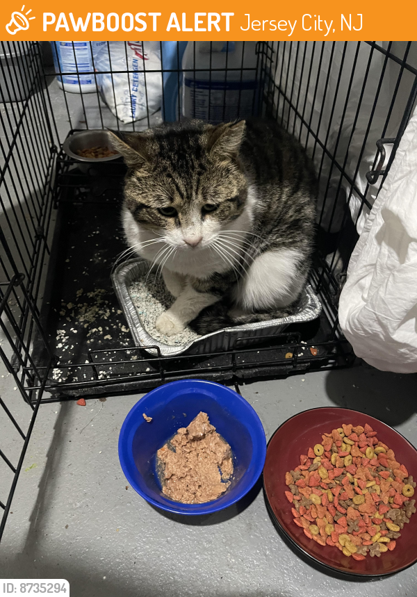 Found/Stray Male Cat last seen Congress and Webster , Jersey City, NJ 07307