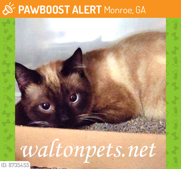 Rehomed Male Cat last seen DAVAN LN, Monroe, GA 30655
