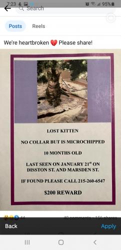 Lost Unknown Cat last seen Near Disston st philadelphia pa 19135, Philadelphia, PA 19135