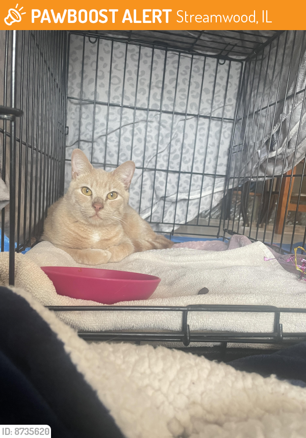 Found/Stray Unknown Cat last seen Route 59 & Irving Park Rd, Streamwood IL, Streamwood, IL 60107