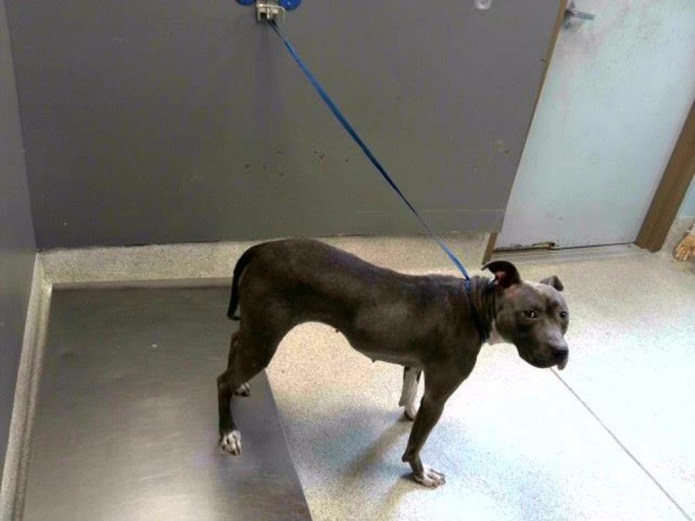 Shelter Stray Female Dog last seen Near BLOCK PORTLAND AVE, TALLAHASSEE FL 32303, Tallahassee, FL 32311