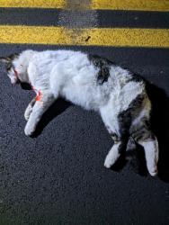 Reunited Unknown Cat last seen Near Middletown Road, Glen Mills, PA 19342