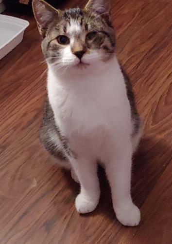 Lost Male Cat last seen Near street and 59th Ave, Queens, NY 11365