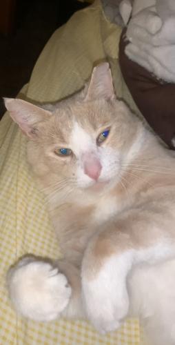 Lost Male Cat last seen Wendover Rd, Glen Burnie, MD 21060