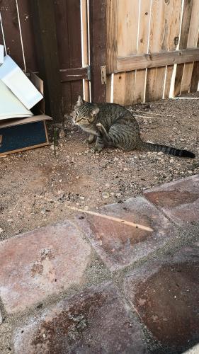 Lost Male Cat last seen 3rd and Dodge, Tucson, AZ 85716
