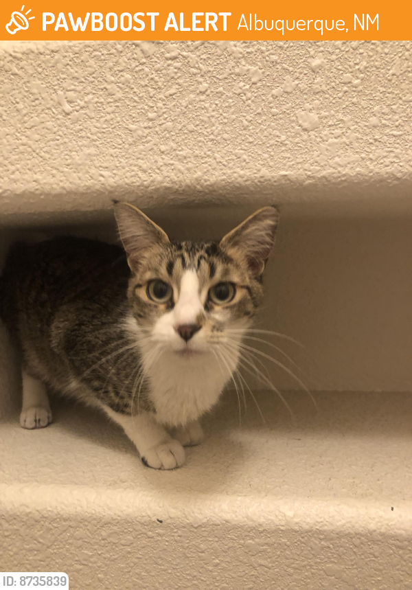 Rehomed Female Cat last seen Atrisco and central, Albuquerque, NM 87105