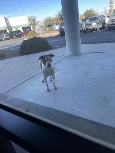 Found/Stray Male Dog last seen Crossroads plaza, Tucson, AZ 85719
