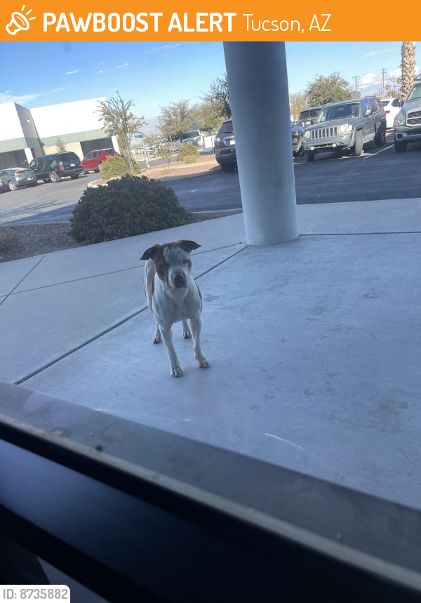 Found/Stray Male Dog last seen Crossroads plaza, Tucson, AZ 85719
