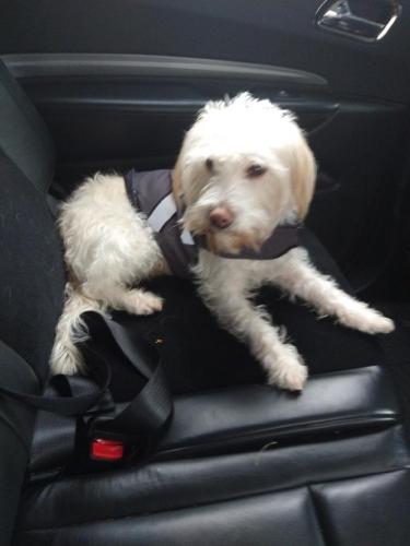 Lost Male Dog last seen 53rd and Richmond St, Chicago, IL 60632