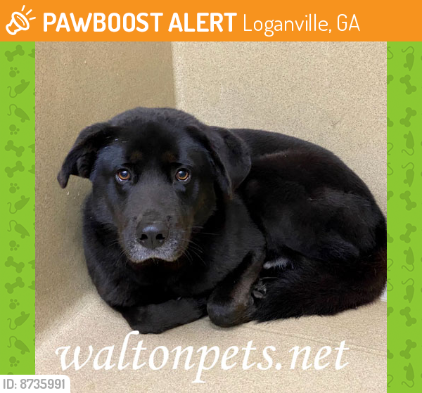 Rehomed Male Dog last seen HWY 20, Loganville, GA 30052