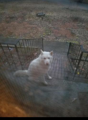 Found/Stray Unknown Dog last seen South Hairston Rd, DeKalb County, GA 30083