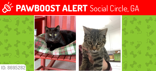 Lost Male Cat last seen Social Circle-Fairplay Rd , Social Circle, GA 30025