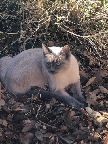 Found/Stray Female Cat last seen Lead / Columbia SE, Albuquerque, NM 87106