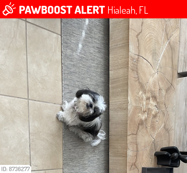 Lost Female Dog last seen Near 94th street , Hialeah, FL 33018