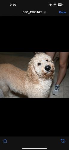 Lost Male Dog last seen Hca kendall florida hostipal, Miami, FL 33175