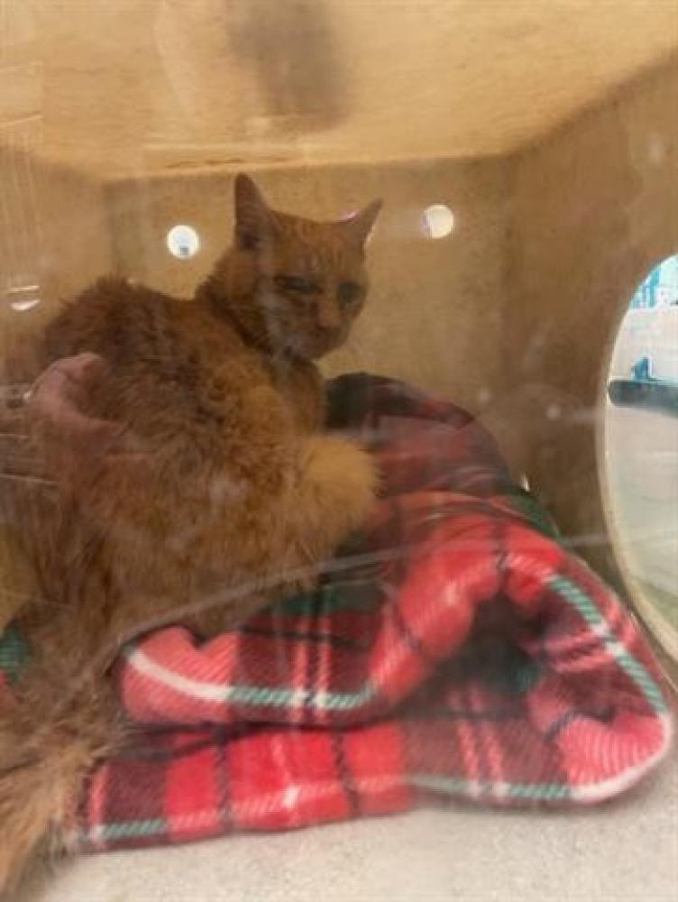 Shelter Stray Female Cat last seen Near BLOCK S PEMBROKE LN, WEST VALLEY CITY UT 84120, West Valley City, UT 84120