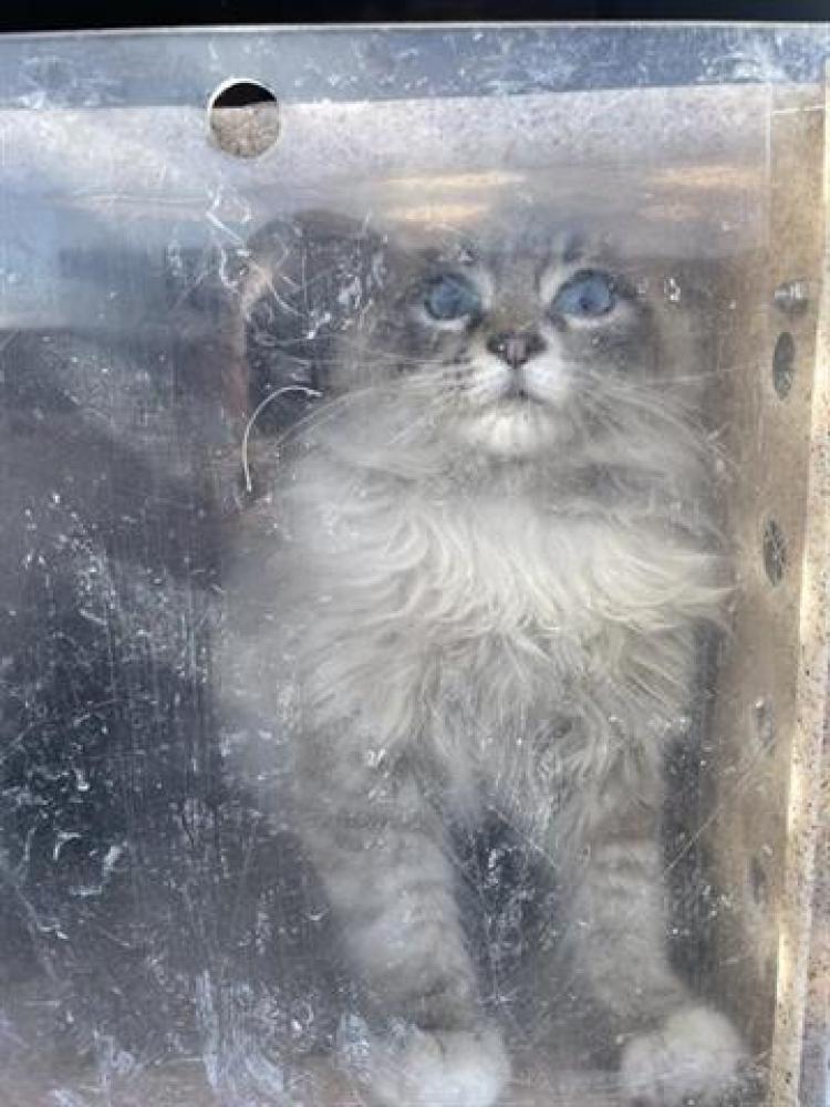 Shelter Stray Male Cat last seen Near BLOCK W ROCKWOOD WAY, West Valley City, UT 84120