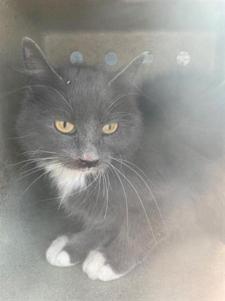 Shelter Stray Unknown Cat last seen Near BLOCK S 6780 W, WEST VALLEY CITY UT 84128, West Valley City, UT 84120