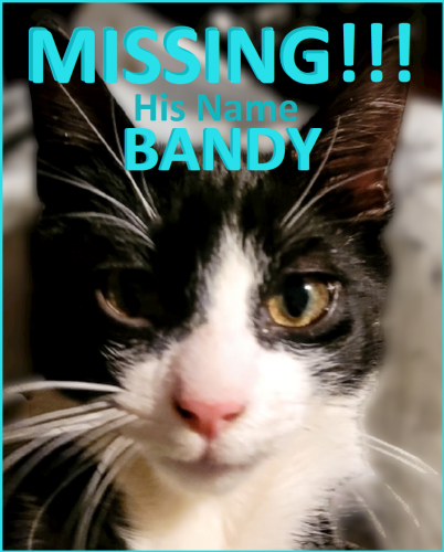 Lost Male Cat last seen Near 55th street, Maspeth, NY, 11378, Queens, NY 11378
