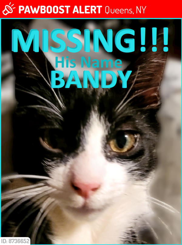 Lost Male Cat last seen Near 55th street, Maspeth, NY, 11378, Queens, NY 11378