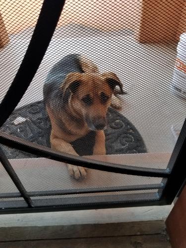 Found/Stray Female Dog last seen Bluffside pl NW and calle del vista, Albuquerque, NM 87105