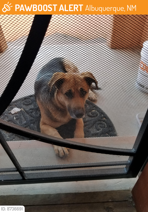 Surrendered Female Dog last seen Bluffside pl NW and calle del vista, Albuquerque, NM 87105